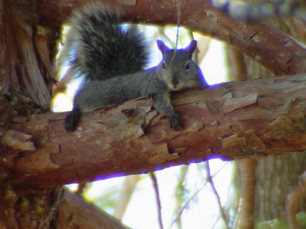 The Fireside Inn Idyllwild Luaran gambar